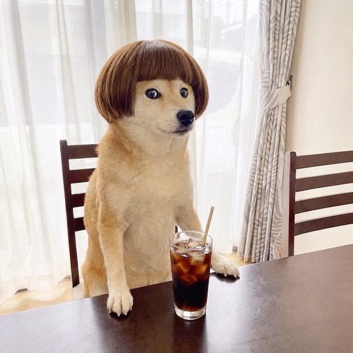 Momo wearing a bob wig at the table