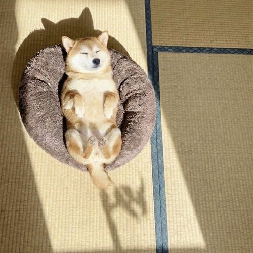 Momo asleep on her back in a sunbeam